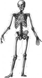 skeleton bones